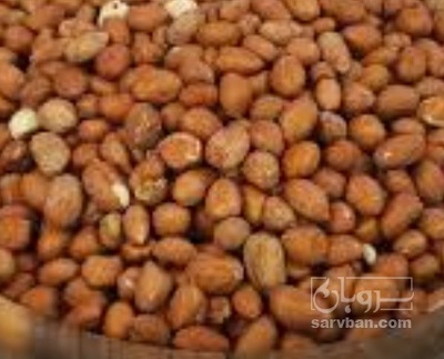 فروش بادام زمینی بی قلاف