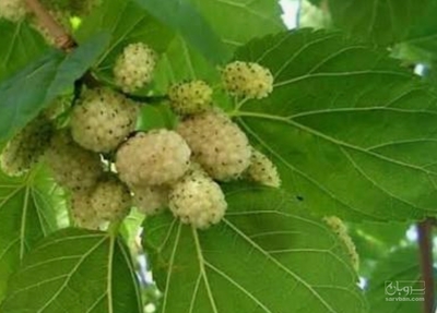 فروش توت درختی