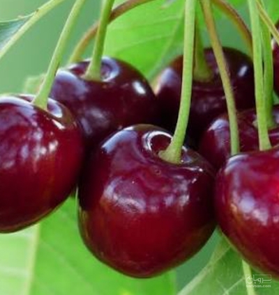 فروش گیلاس