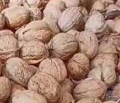 فروش گردو