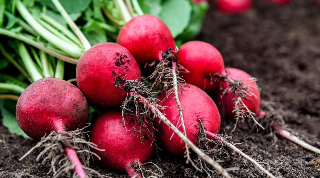 فروش تربچه قرمز