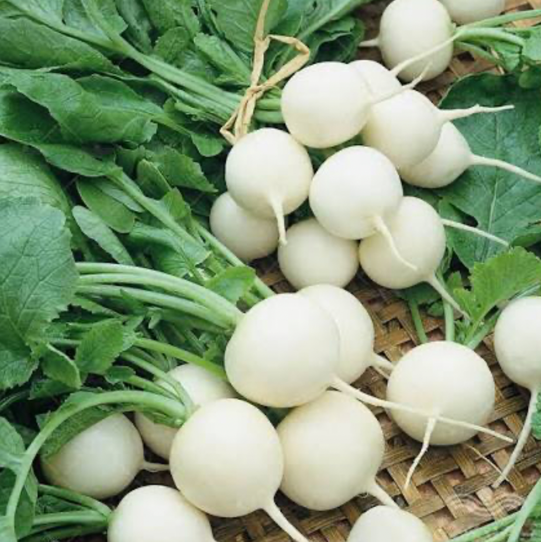 فروش تربچه سفید