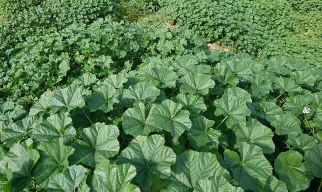 فروش گیاه‌ دارویی توله