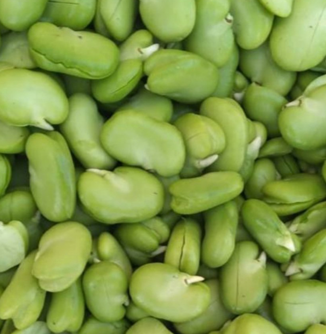 فروش باقلا تازه - باقالی - باقالا