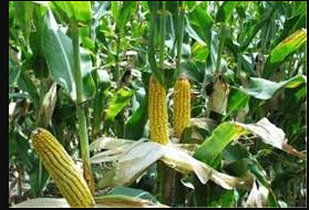 فروش ذرت علوفه ای