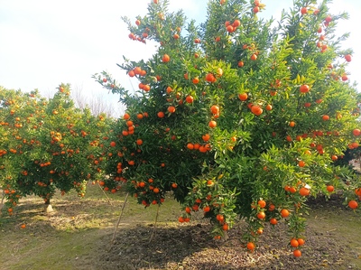 فروش نارنگی پیچ