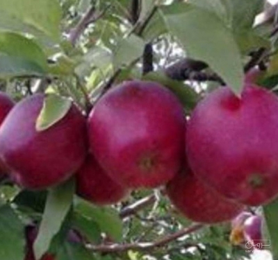 فروش سیب