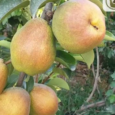فروش گلابی