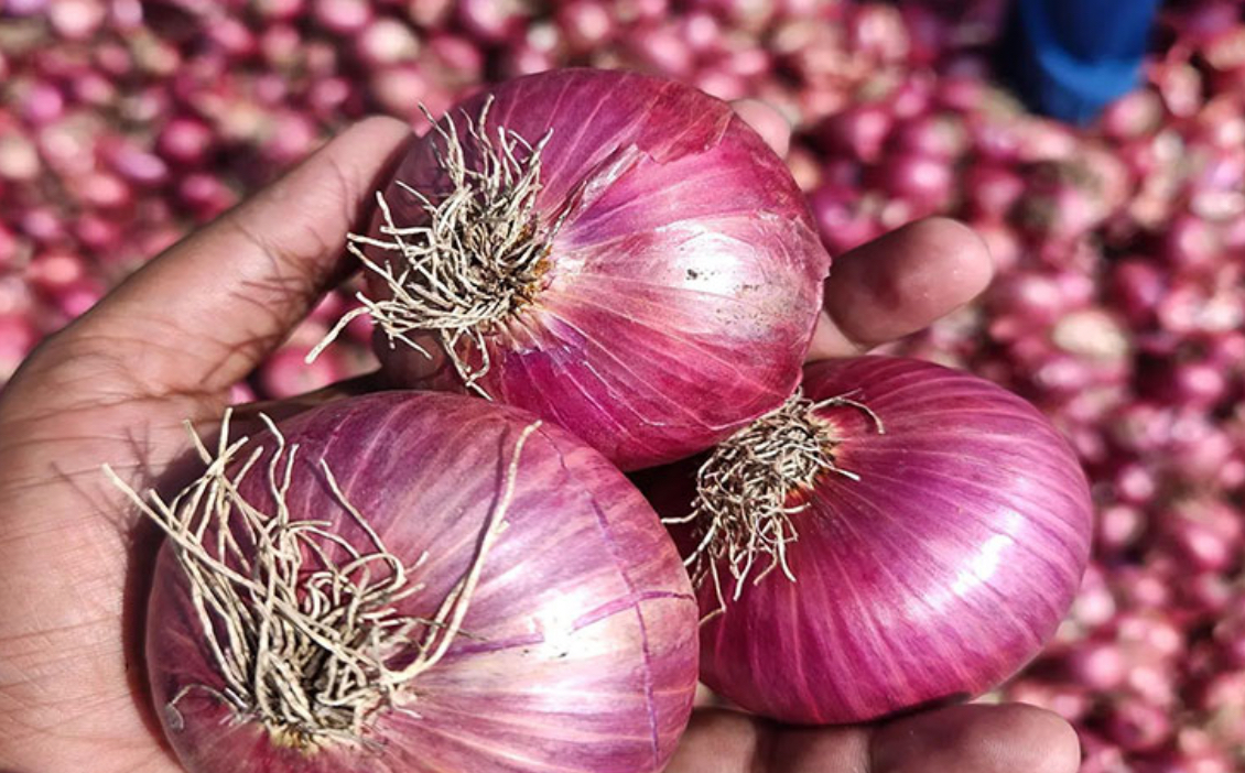 فروش پیازقرمز