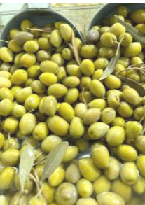 فروش زیتون