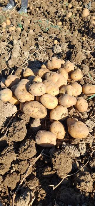 فروش سیب زمینی