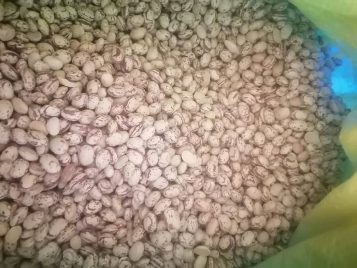 فروش لوبیا چیتی