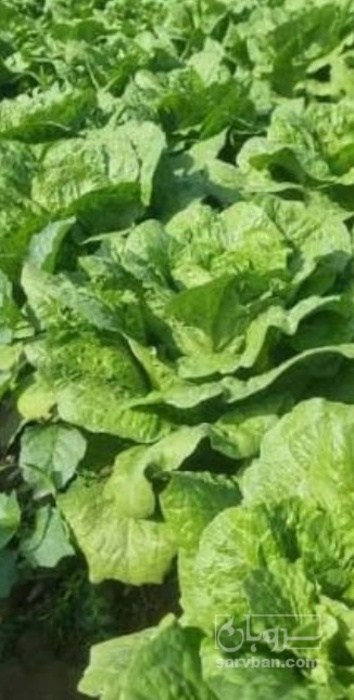 فروش کاهو ایرانی - رومانو