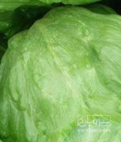 فروش کاهو ایسبرگ - آیسبرگ