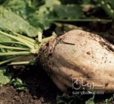 فروش چغندر قند