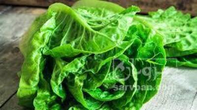 فروش کاهو ایرانی - رومانو