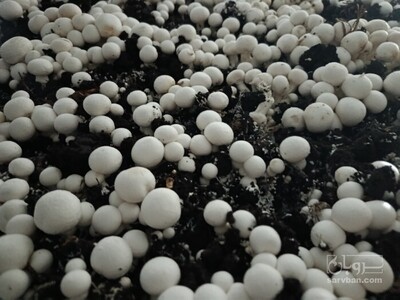 فروش قارچ دکمه ای