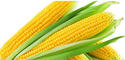 فروش ذرت علوفه ای