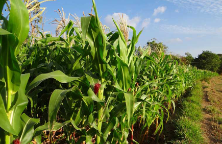 فروش ذرت علوفه ای