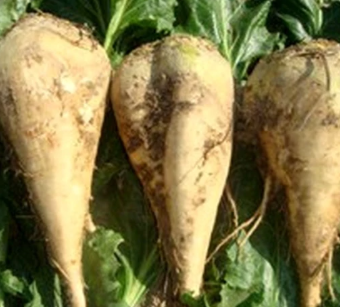 فروش چغندر قند