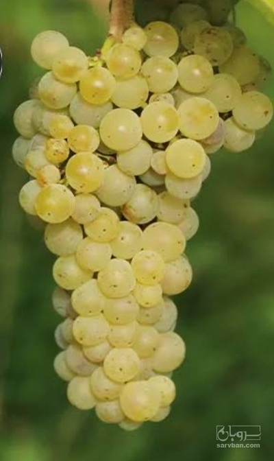 فروش انگور عسگری