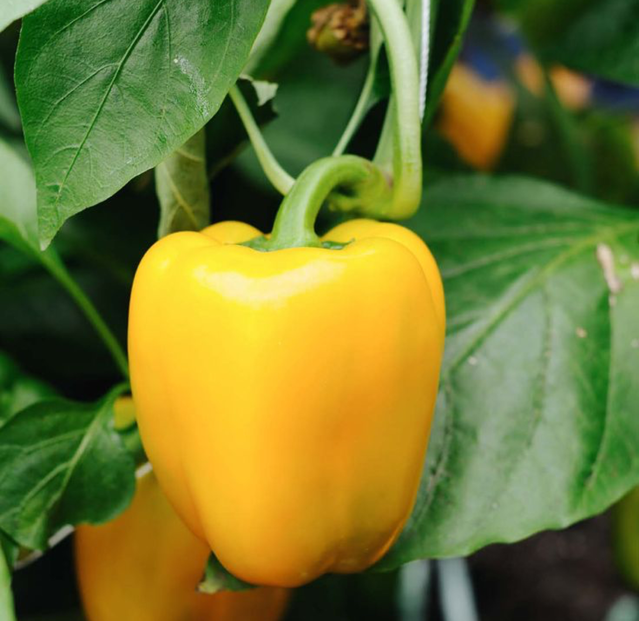 فروش فلفل دلمه ای زرد