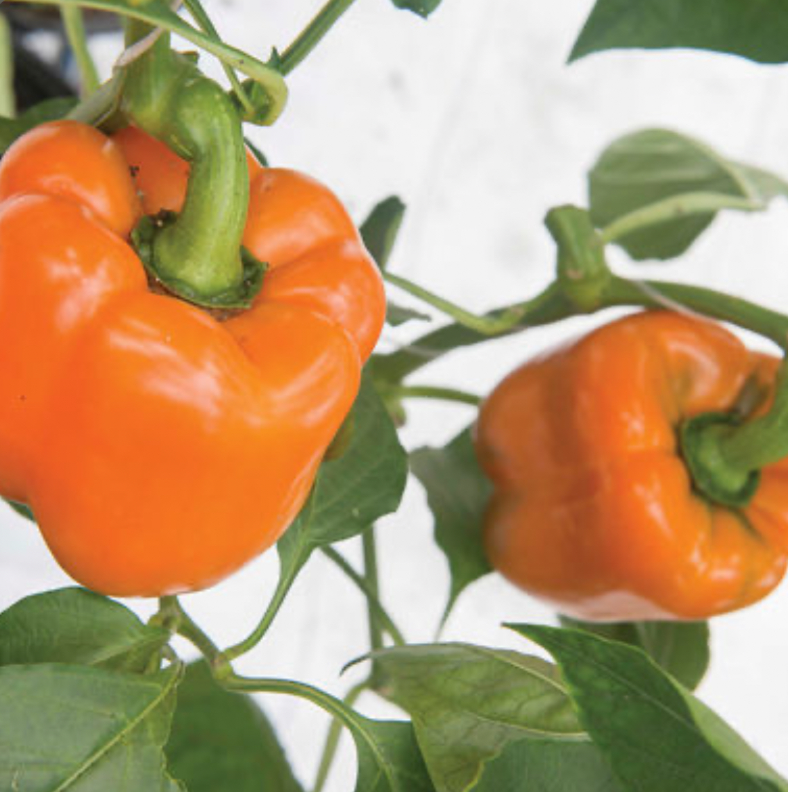 فروش فلفل دلمه ای نارنجی