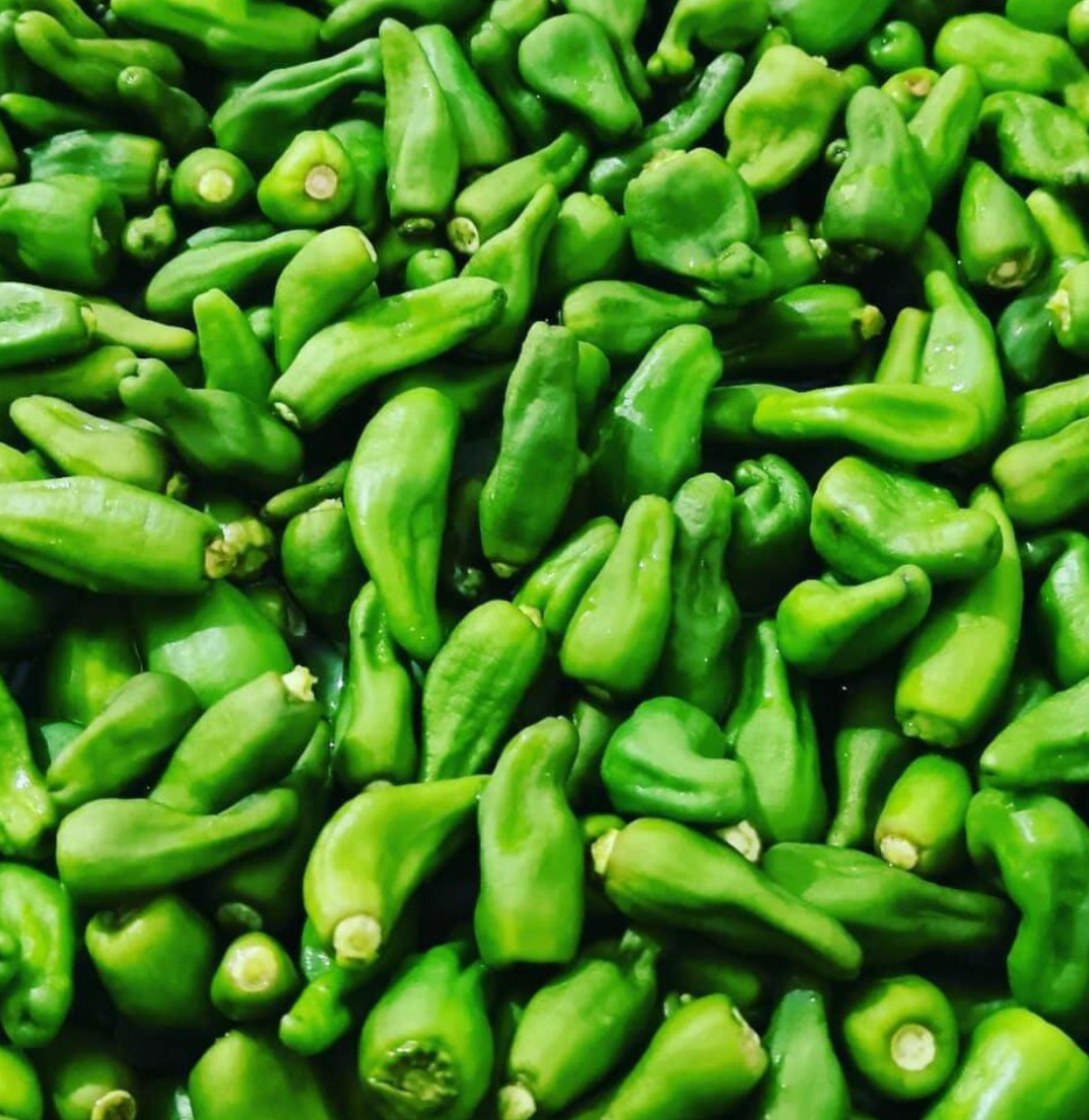 فروش فلفل شیرین