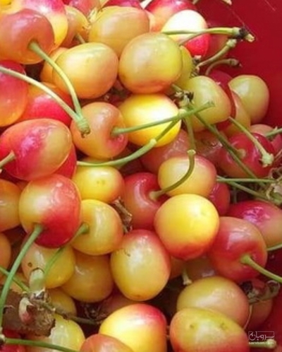 فروش گیلاس
