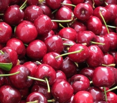 فروش آلبالو