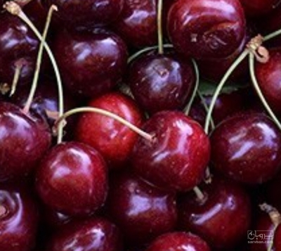 فروش گیلاس