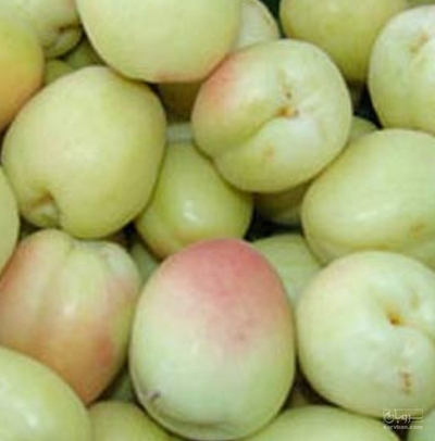 فروش زردآلو