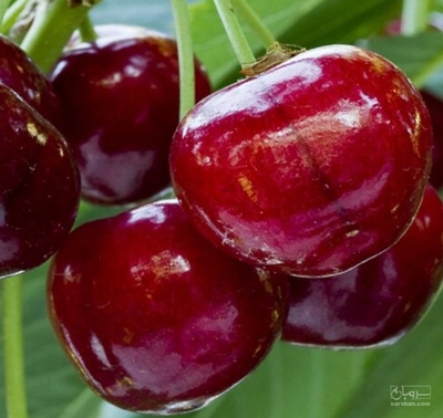 فروش گیلاس