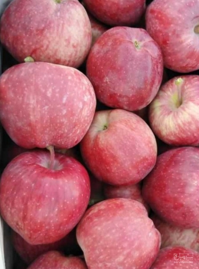 فروش سیب