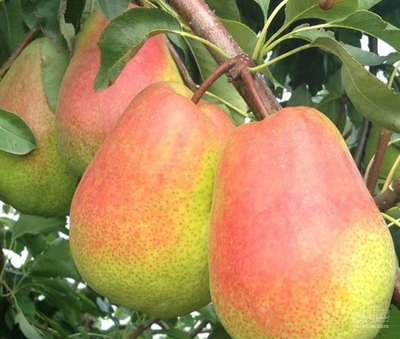 فروش گلابی
