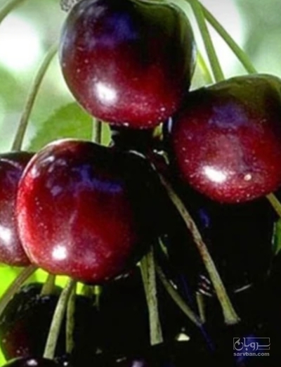 فروش گیلاس