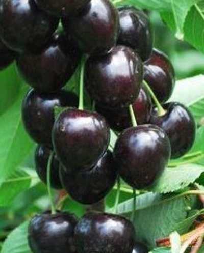 فروش گیلاس