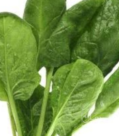 فروش اسفناج