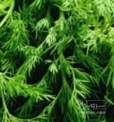 فروش شوید تازه