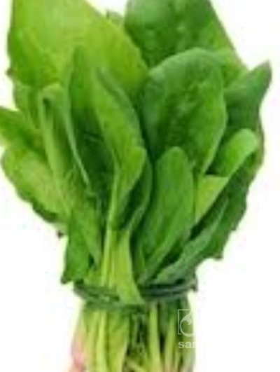 فروش اسفناج