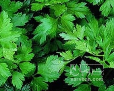 فروش جعفری تازه