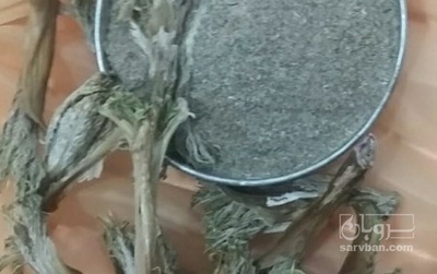 فروش آرتیشو  کنگر فرنگی خشک (گیاه‌ دارویی)