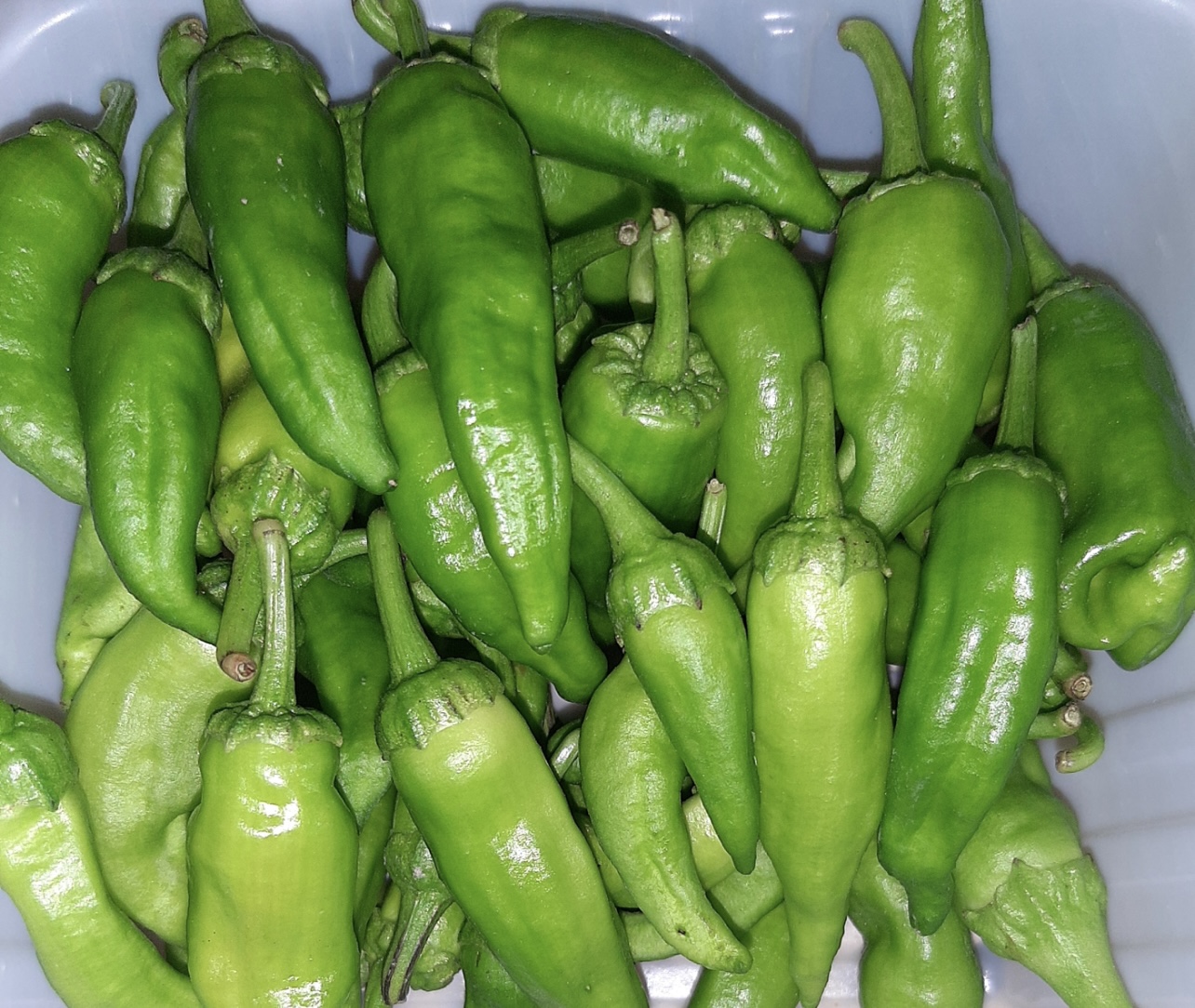 فروش فلفل تند