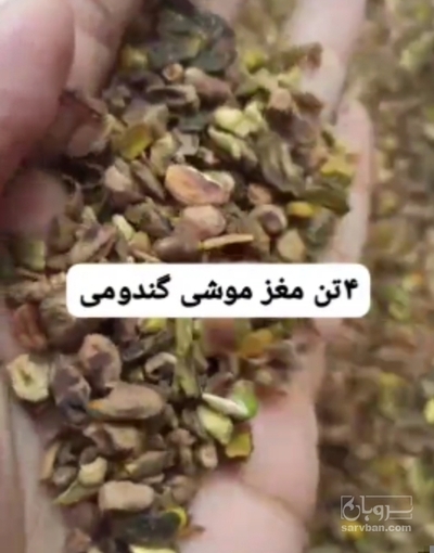 فروش مغز پسته سالم