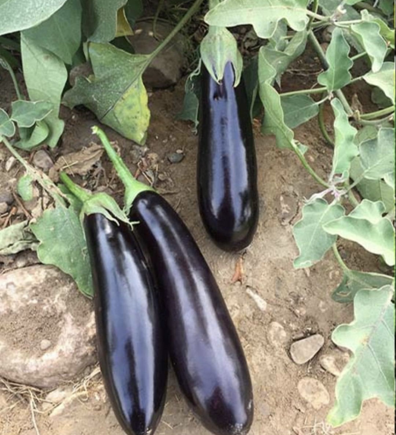 فروش بادمجان قلمی