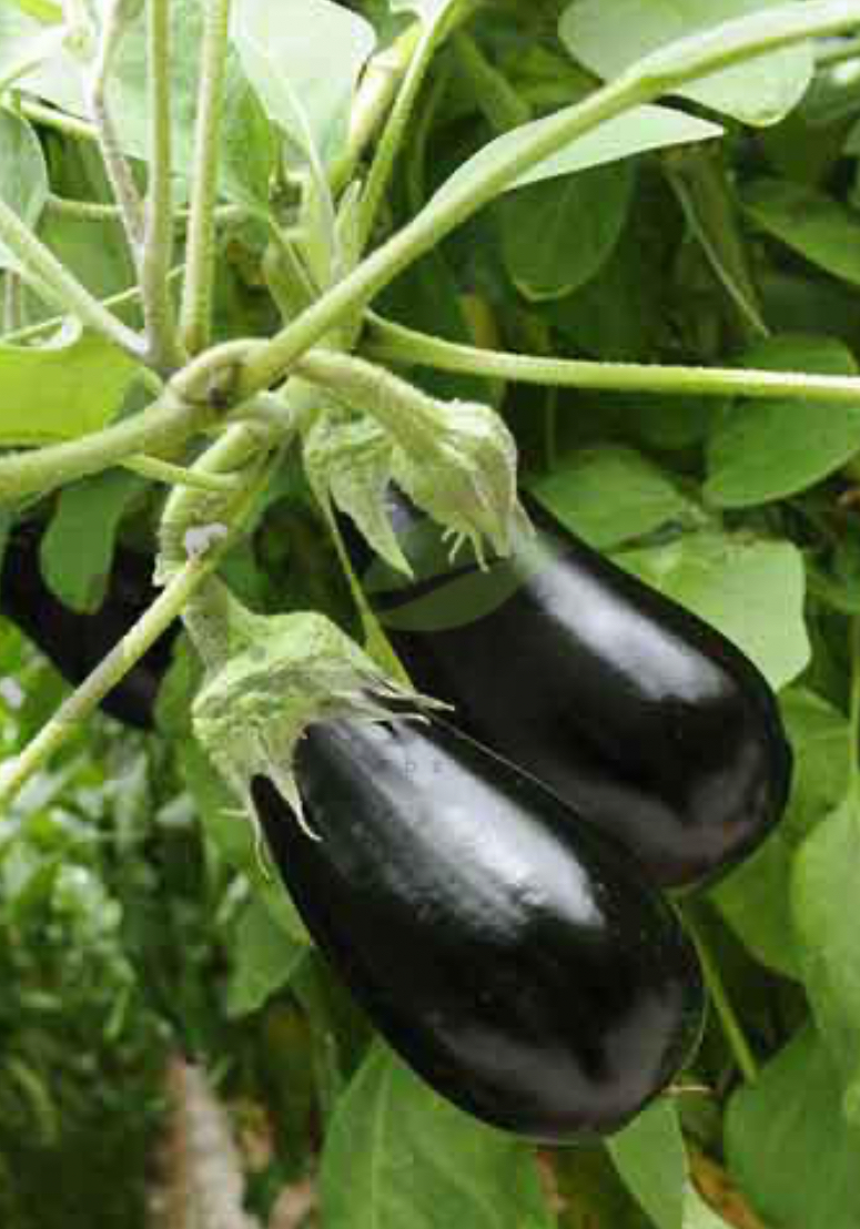 فروش بادمجان دلمه ای