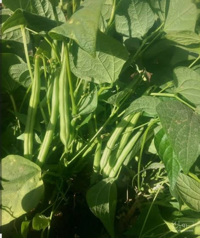 فروش لوبیا سبز