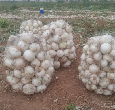 فروش پیاز سفید