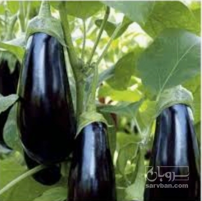 فروش بادمجان لامپی