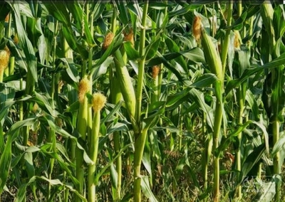 فروش ذرت علوفه ای